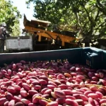 Pistachio machines, a revolution in the dried fruit industry