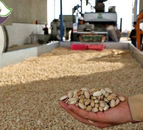 داستان فرآوری پسته؛ طلای سبز ایران داستان فرآوری پسته؛ طلای سبز ایران